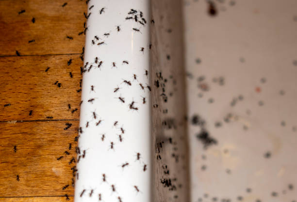 Best Best Pest Control Companies  in Grayson Vley, AL